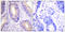 Cbl Proto-Oncogene antibody, LS-C117636, Lifespan Biosciences, Immunohistochemistry paraffin image 