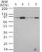 TLR12 antibody, NBP2-24833, Novus Biologicals, Western Blot image 