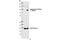 ATPase Na+/K+ Transporting Subunit Alpha 1 antibody, 4006S, Cell Signaling Technology, Western Blot image 