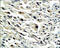 C-X-C Motif Chemokine Ligand 12 antibody, 251289, Abbiotec, Immunohistochemistry paraffin image 