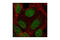 Transcription Factor 7 antibody, 2203P, Cell Signaling Technology, Immunofluorescence image 