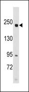 RPTOR Independent Companion Of MTOR Complex 2 antibody, PA5-14107, Invitrogen Antibodies, Western Blot image 