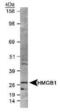 High Mobility Group Box 1 antibody, PA1-16926, Invitrogen Antibodies, Western Blot image 