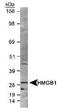 High Mobility Group Box 1 antibody, PA1-16926, Invitrogen Antibodies, Western Blot image 