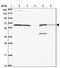 Kinesin Family Member 16B antibody, PA5-62343, Invitrogen Antibodies, Western Blot image 