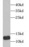 Thioredoxin 2 antibody, FNab09824, FineTest, Western Blot image 