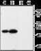 Potassium Voltage-Gated Channel Subfamily E Regulatory Subunit 3 antibody, GTX16690, GeneTex, Western Blot image 
