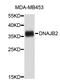 DnaJ Heat Shock Protein Family (Hsp40) Member B2 antibody, STJ23398, St John