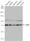 Poly(A) Binding Protein Cytoplasmic 1 antibody, NBP2-19670, Novus Biologicals, Western Blot image 