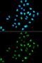 Eukaryotic Translation Initiation Factor 6 antibody, GTX54010, GeneTex, Immunofluorescence image 