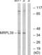 Mitochondrial Ribosomal Protein L39 antibody, abx014596, Abbexa, Western Blot image 