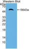 Imp8 antibody, LS-C314430, Lifespan Biosciences, Western Blot image 