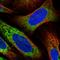 Reticulocalbin 2 antibody, HPA030695, Atlas Antibodies, Immunofluorescence image 