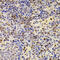 PR/SET Domain 5 antibody, 22-890, ProSci, Immunohistochemistry frozen image 
