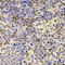 PR domain zinc finger protein 5 antibody, 22-890, ProSci, Immunohistochemistry frozen image 