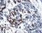 Platelet Derived Growth Factor C antibody, PA5-47156, Invitrogen Antibodies, Immunohistochemistry paraffin image 