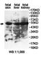 Pancreatic Lipase Related Protein 3 antibody, orb78392, Biorbyt, Western Blot image 