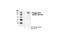 Cell Division Cycle 25C antibody, 9529S, Cell Signaling Technology, Western Blot image 