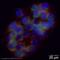 Glutathione peroxidase 1 antibody, ab22604, Abcam, Immunofluorescence image 