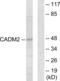CADM2 antibody, abx013925, Abbexa, Western Blot image 