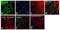 Mitogen-Activated Protein Kinase Kinase 1 antibody, PA1-4631, Invitrogen Antibodies, Immunofluorescence image 