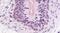 Adhesion G Protein-Coupled Receptor G2 antibody, PA5-33752, Invitrogen Antibodies, Immunohistochemistry frozen image 
