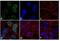 MAPK Activated Protein Kinase 5 antibody, LF-MA0195, Invitrogen Antibodies, Immunofluorescence image 