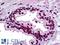 Distal-Less Homeobox 2 antibody, LS-B5397, Lifespan Biosciences, Immunohistochemistry frozen image 