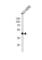 Absent In Melanoma 2 antibody, abx034902, Abbexa, Western Blot image 