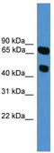 Synaptotagmin 16 antibody, TA342626, Origene, Western Blot image 