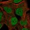 Zinc Finger Protein 626 antibody, HPA045631, Atlas Antibodies, Immunofluorescence image 