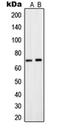 S28A2 antibody, orb214868, Biorbyt, Western Blot image 