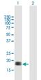 Calmodulin antibody, H00000808-B01P, Novus Biologicals, Western Blot image 