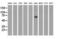 Rho GTPase Activating Protein 25 antibody, LS-C115662, Lifespan Biosciences, Western Blot image 