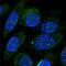 Zinc Finger Protein 586 antibody, NBP2-56434, Novus Biologicals, Immunofluorescence image 
