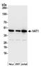 Vesicle Amine Transport 1 antibody, A305-560A, Bethyl Labs, Western Blot image 