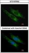 Succinate-CoA Ligase GDP-Forming Beta Subunit antibody, LS-C185853, Lifespan Biosciences, Immunocytochemistry image 