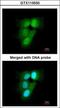 Proteasome Subunit Alpha 6 antibody, GTX113530, GeneTex, Immunocytochemistry image 