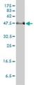 SERPINE1 MRNA Binding Protein 1 antibody, H00026135-M01, Novus Biologicals, Western Blot image 