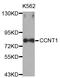 Cyclin T1 antibody, abx126853, Abbexa, Western Blot image 