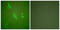 Caspase 10 antibody, abx013027, Abbexa, Western Blot image 