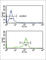 DExD-Box Helicase 39B antibody, abx034086, Abbexa, Western Blot image 