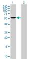Gasdermin D antibody, H00079792-B01P, Novus Biologicals, Western Blot image 