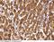 FABPpm antibody, 100749-MM04, Sino Biological, Immunohistochemistry frozen image 