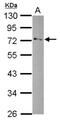 Glycerol-3-phosphate dehydrogenase, mitochondrial antibody, NBP2-16711, Novus Biologicals, Western Blot image 