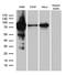 Rac GTPase Activating Protein 1 antibody, LS-C792877, Lifespan Biosciences, Western Blot image 