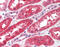 Fibroblast Growth Factor Receptor 4 antibody, 49-081, ProSci, Enzyme Linked Immunosorbent Assay image 