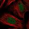 Thymocyte Selection Associated High Mobility Group Box antibody, NBP2-57848, Novus Biologicals, Immunofluorescence image 