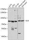 Elastin antibody, GTX03178, GeneTex, Western Blot image 