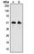 Growth Differentiation Factor 9 antibody, abx121988, Abbexa, Western Blot image 